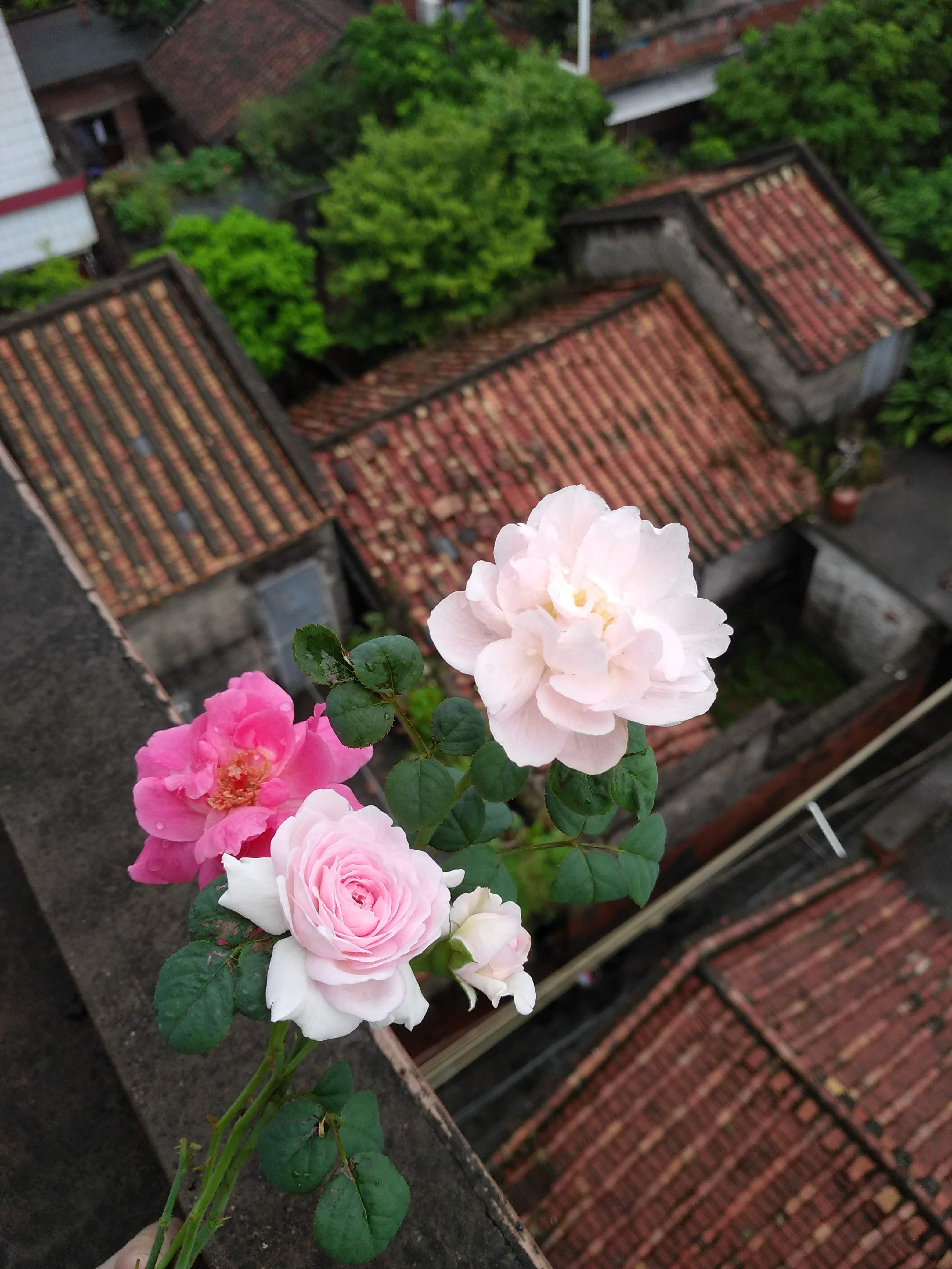 2018年时，在家乡自己种的花